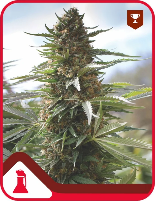 Over Dawg van Medical Seeds