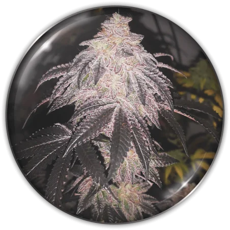 Cookies Sherbert van Medical Seeds