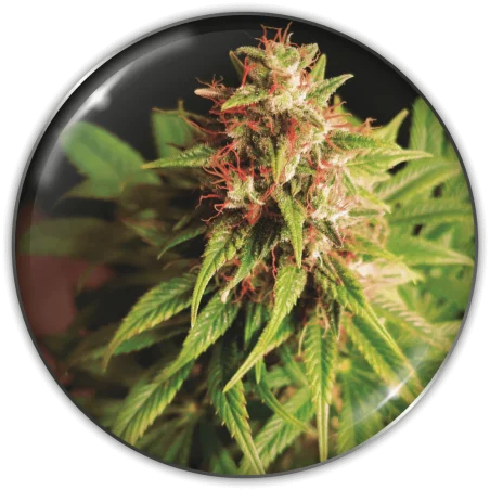 Red Cross CBD van Medical Seeds