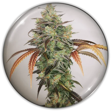 Y Griega CBD 2.0 van Medical Seeds