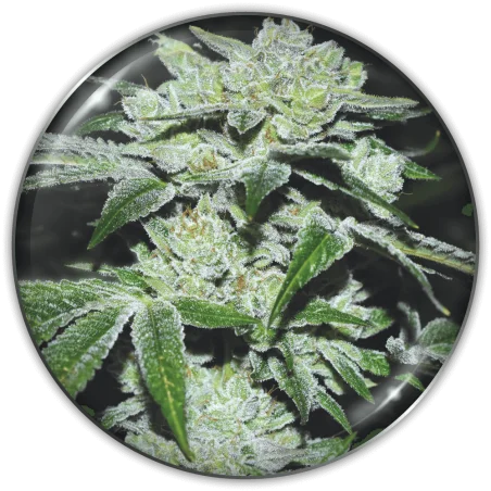 Sour Glue van Medical Seeds