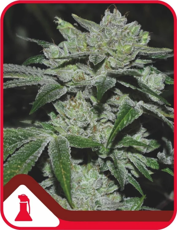 Sour Glue van Medical Seeds