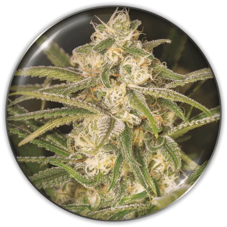 No Name van Medical Seeds