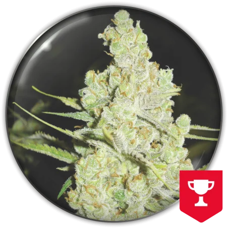 1024 van Medical Seeds