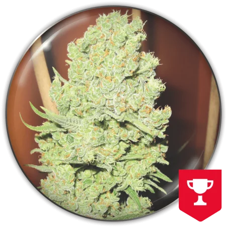 Channel + van Medical Seeds