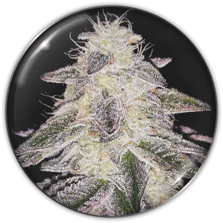 Medical Runntz van Medical Seeds