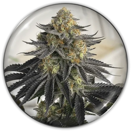 Sanativa CBD van Medical Seeds