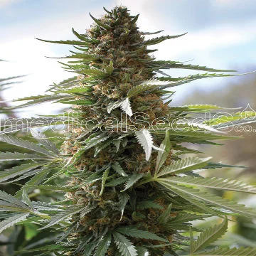 Over Dawg van Medical Seeds