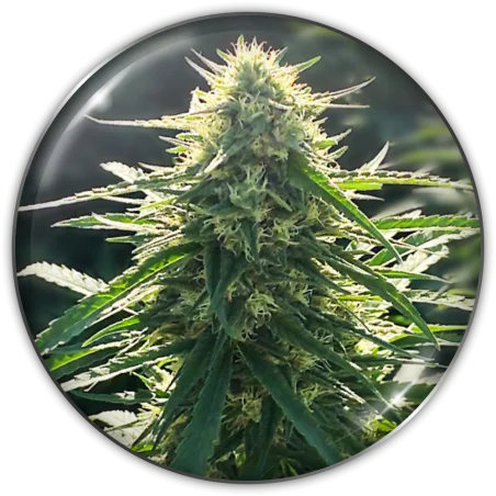 Biorelief CBD van Medical Seeds