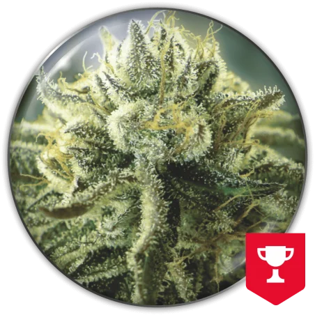 Canadian Kush 2.0 van Medical Seeds