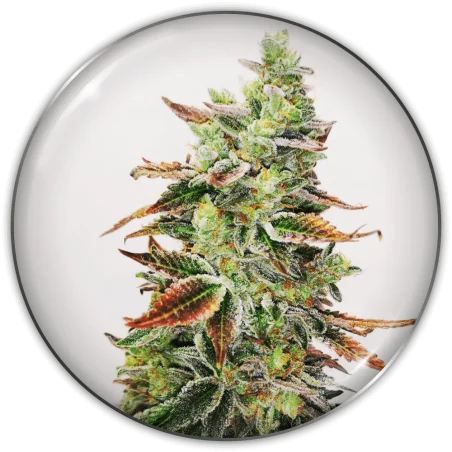 Banana Purp van Medical Seeds