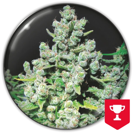 Malakoff van Medical Seeds
