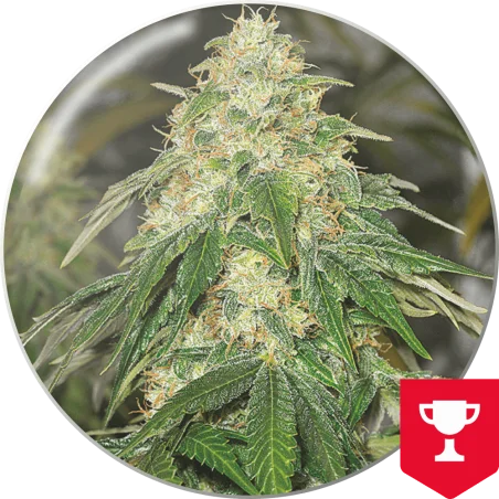Some Sweet van Medical Seeds