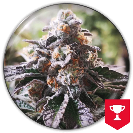 Cookies Purple Punch van Medical Seeds