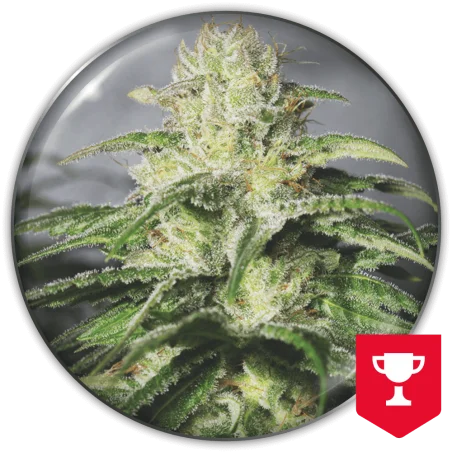 OG Kush CBD van Medical Seeds