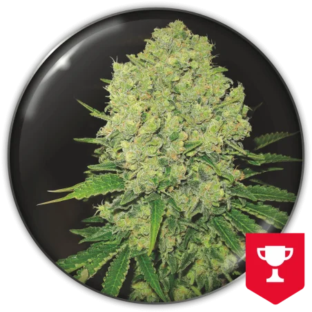 Prozack van Medical Seeds