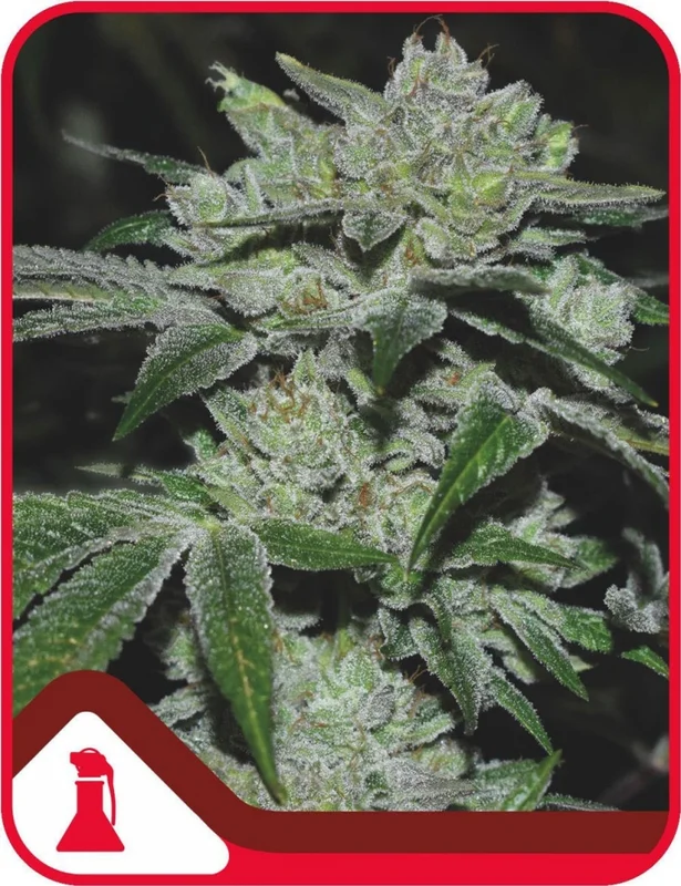Sour Glue van Medical Seeds