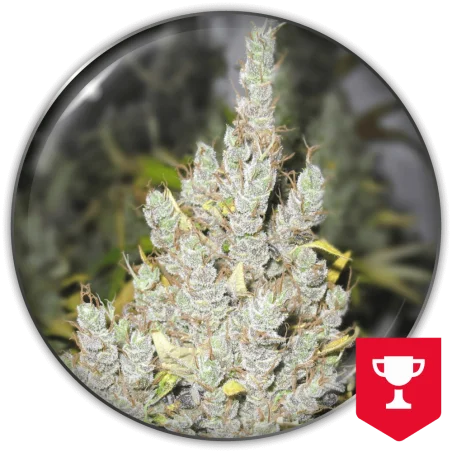 2046 van Medical Seeds