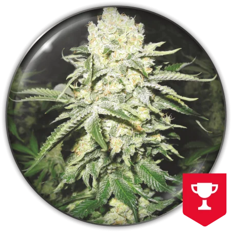 No Name van Medical Seeds