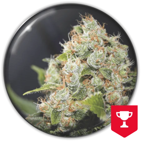 BCN Sour Diesel van Medical Seeds