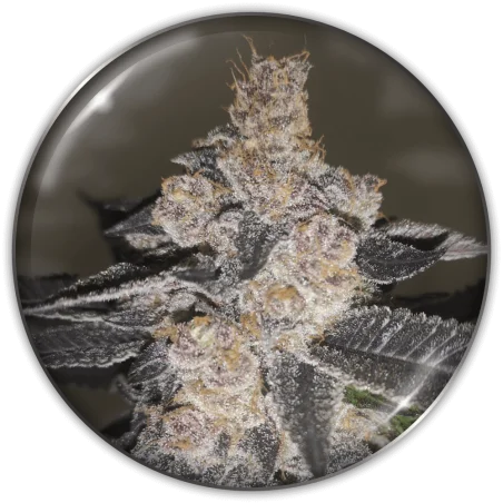 Gelato 242 van Medical Seeds