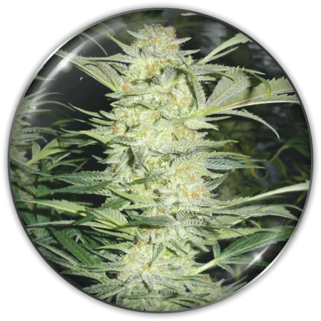 White Widow van Medical Seeds