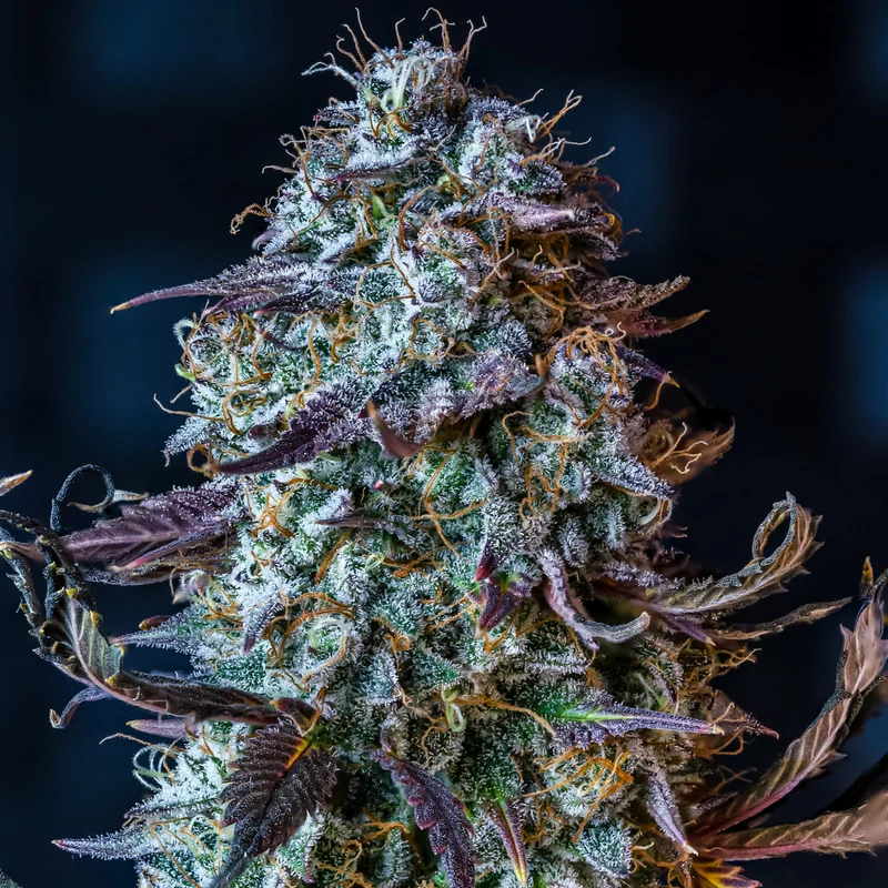 Mephisto's Wedding van Mephisto Genetics