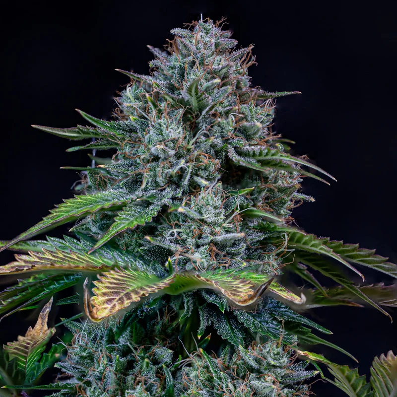 Creme de la Chem van Mephisto Genetics