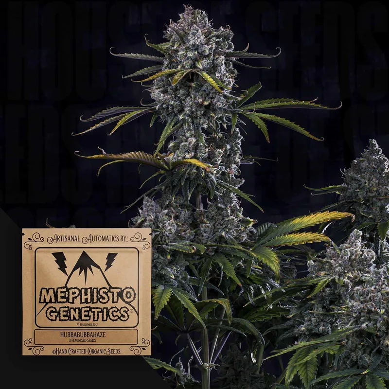 HubbaBubbaHaze van Mephisto Genetics