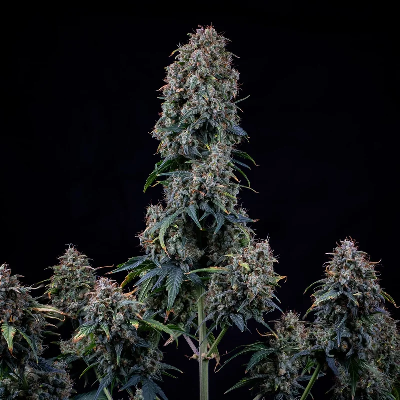 Alien vs. Triangle van Mephisto Genetics