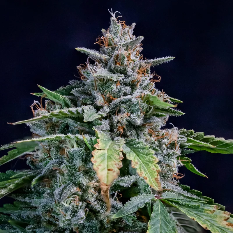 Walter White van Mephisto Genetics