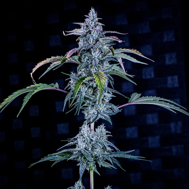 Fugue State van Mephisto Genetics