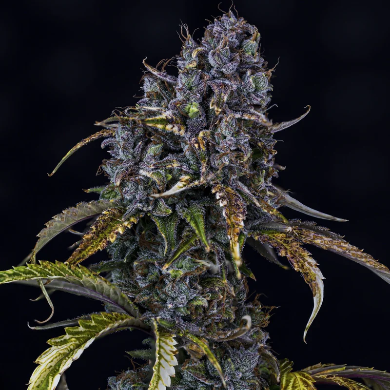 Toof Decay van Mephisto Genetics