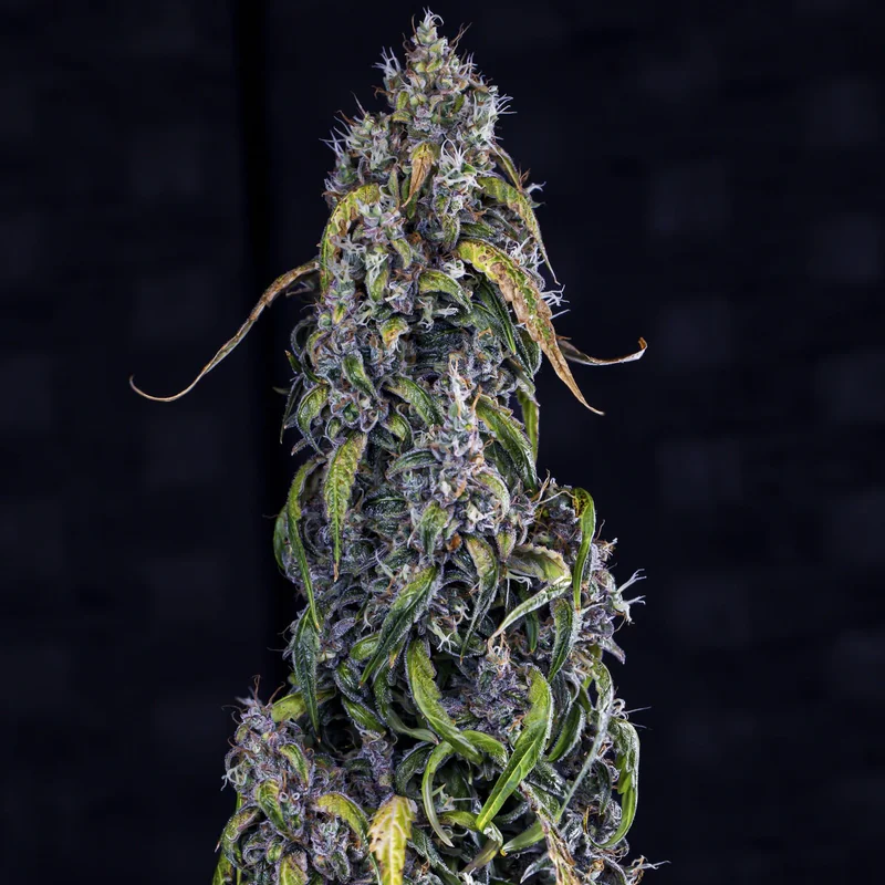 Fantasmo Express van Mephisto Genetics