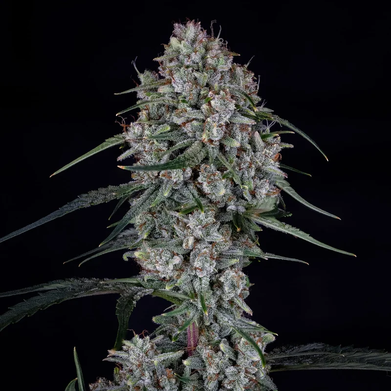 Skywalker van Mephisto Genetics