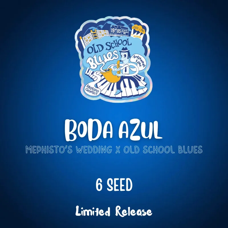 Boda Azul van Mephisto Genetics