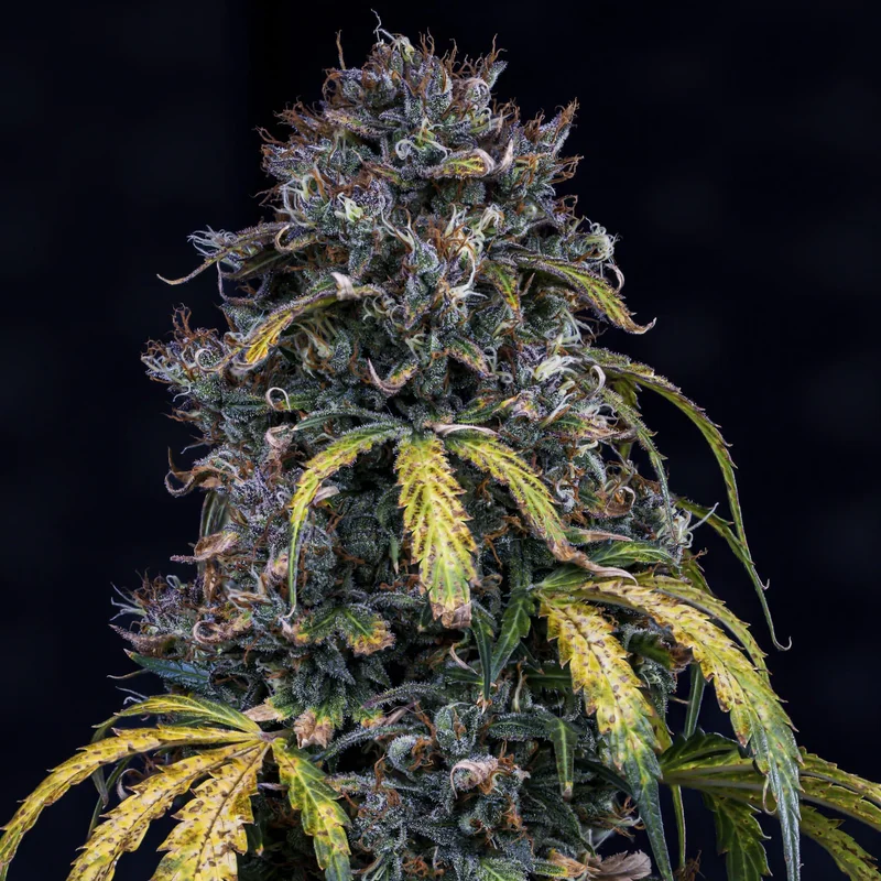 Super Orange Haze van Mephisto Genetics