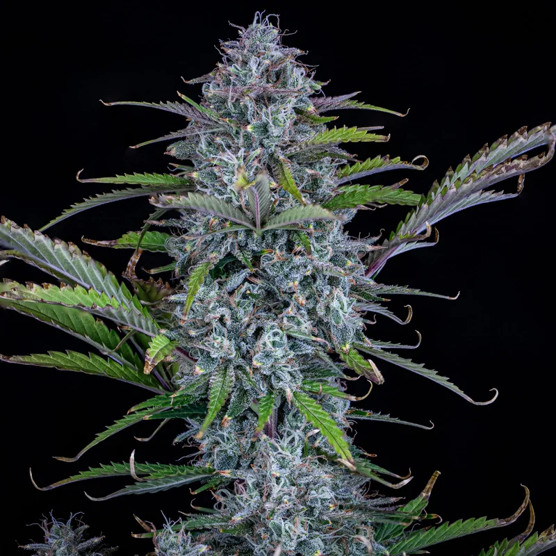Chemdogging van Mephisto Genetics