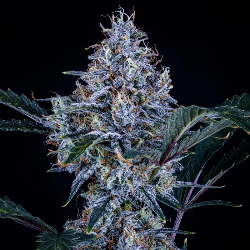 Sundae Thumper van Mephisto Genetics