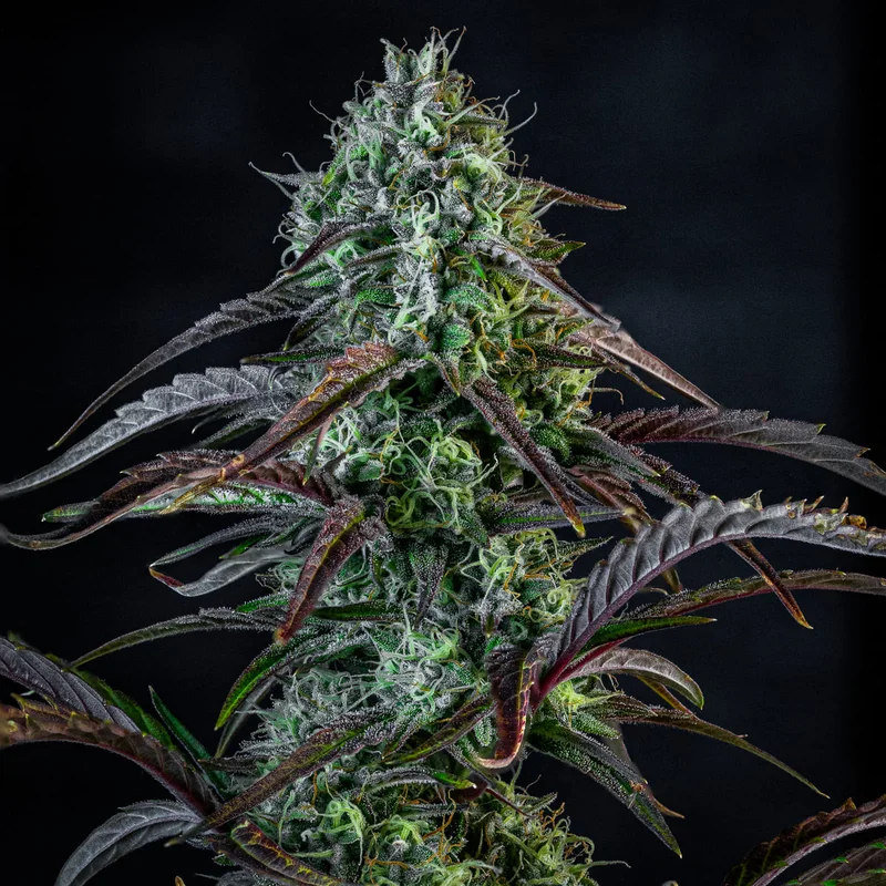 Iced 'n' Baked van Mephisto Genetics