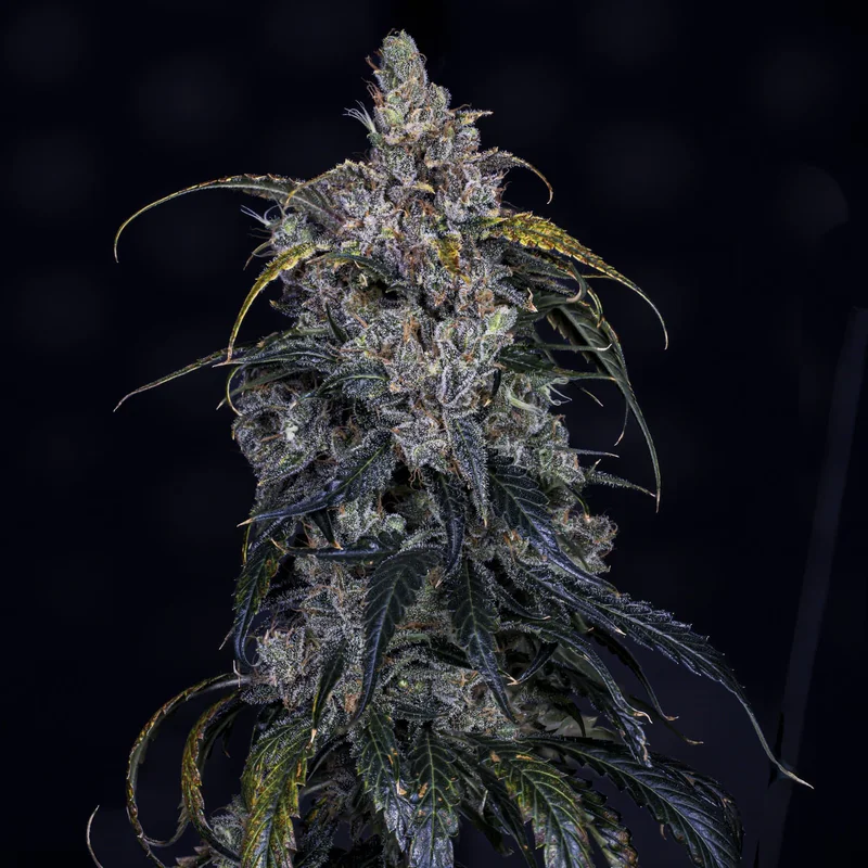 3 Bears OG van Mephisto Genetics