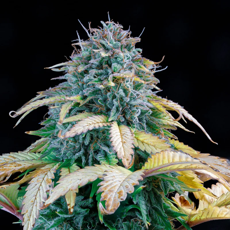 Samsquanch OG van Mephisto Genetics