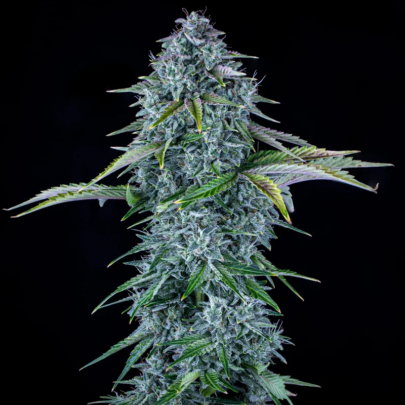 Orange Diesel van Mephisto Genetics