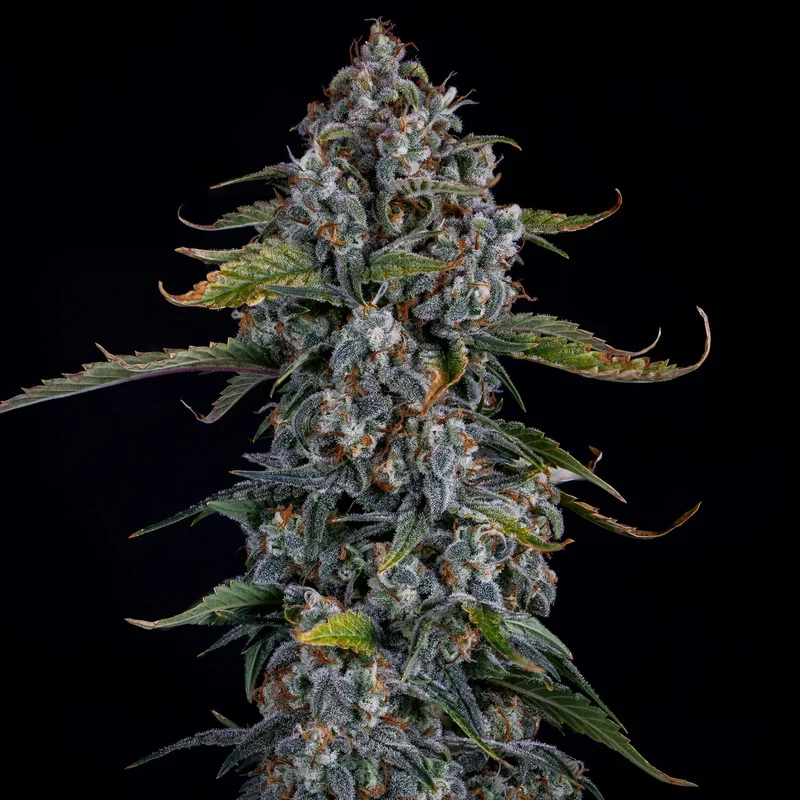 Forum Stomper van Mephisto Genetics
