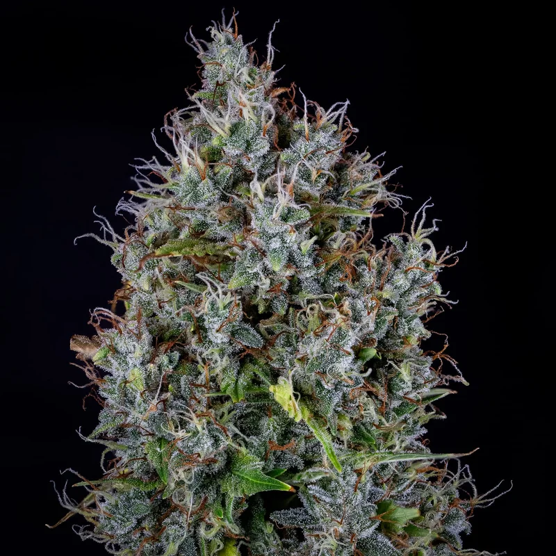 Pink Panama van Mephisto Genetics