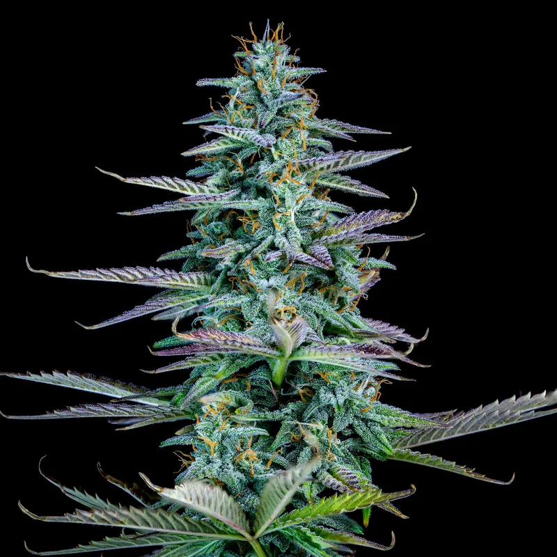 Strawberry Nuggets van Mephisto Genetics