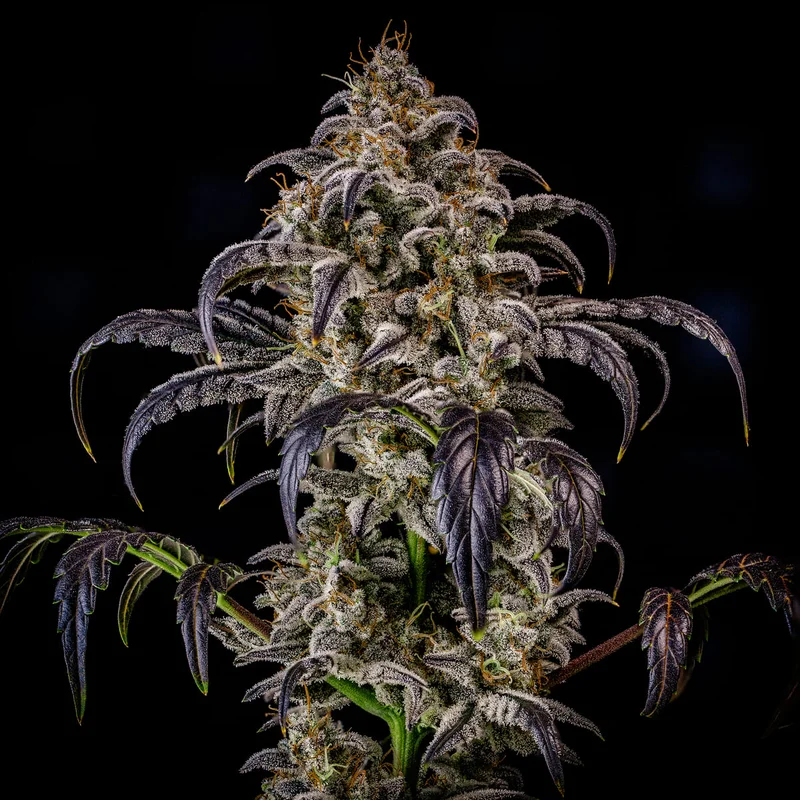Double Grape van Mephisto Genetics