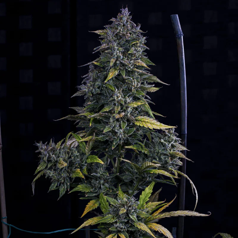 S.O.D.K van Mephisto Genetics