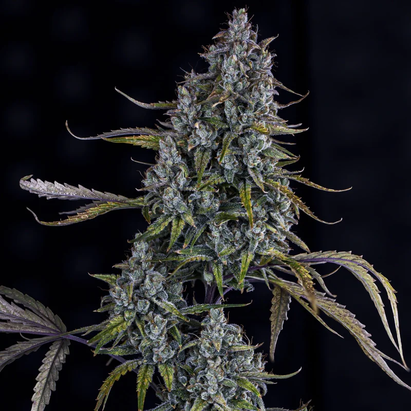 Sour Bubbly van Mephisto Genetics
