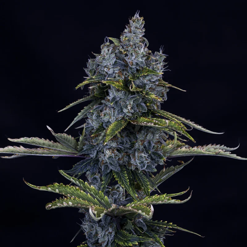 Forgotten Cookies van Mephisto Genetics